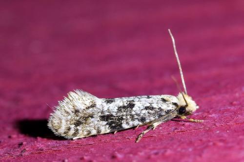 Réf. 314 586 : Nemapogon sp.